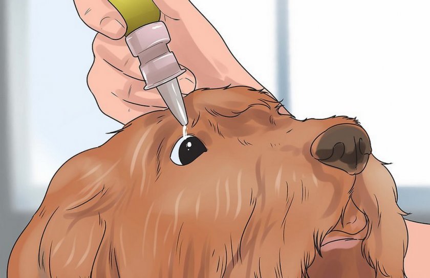 Лечение собаки