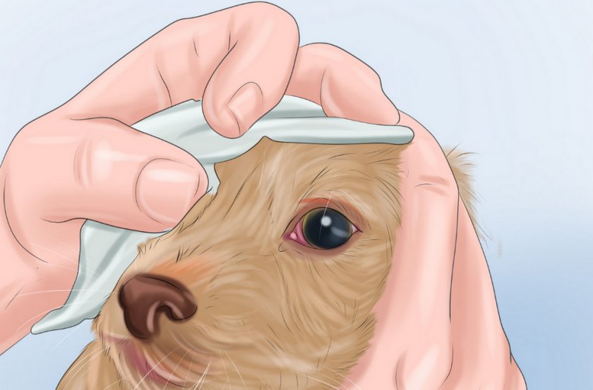 Лечение собаки в домашних условиях