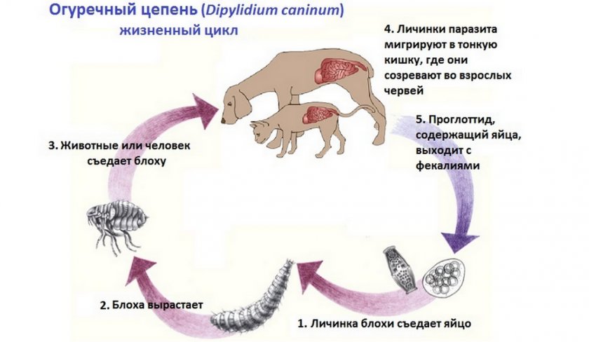 Огуречный цепень у собаки схема лечения