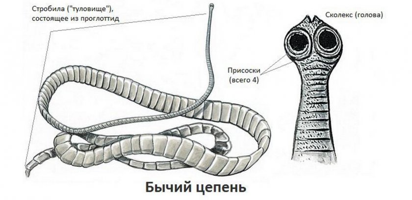 Огуречный цепень у собаки схема лечения