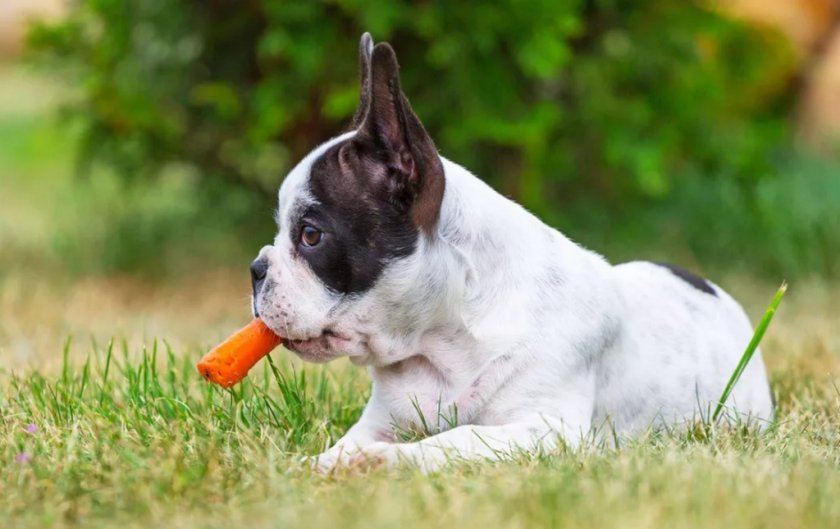 Собака ест морковь