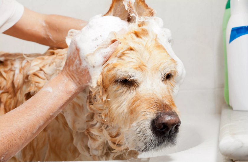 Обработка собаки от паразитов