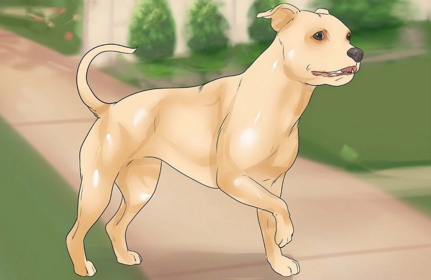 Пателла у собаки