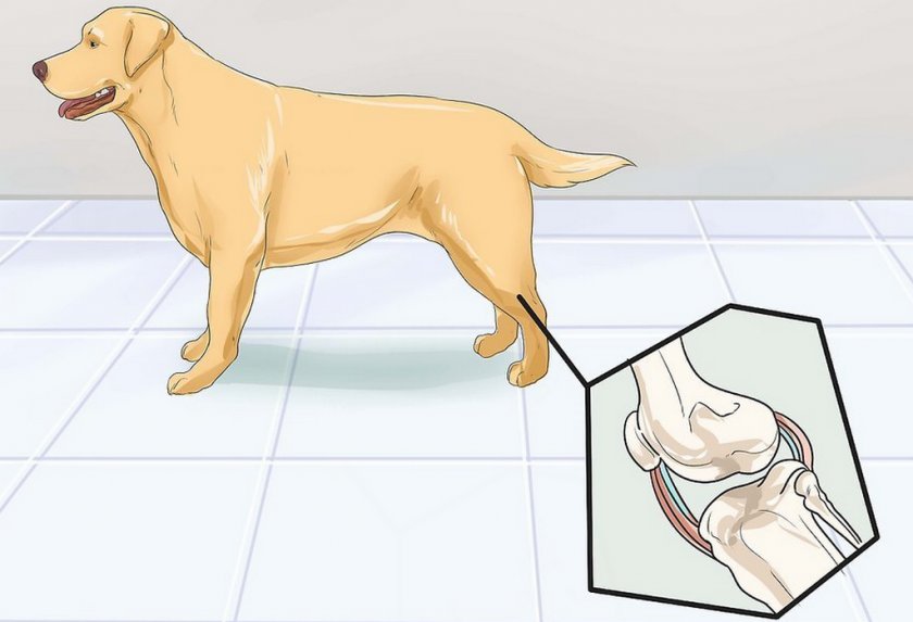 Болезнь суставов у собак