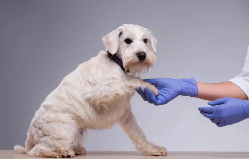 Осмотр собаки ветеринаром