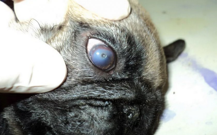 Язвенный кератит у собаки Язвенный кератит у собаки