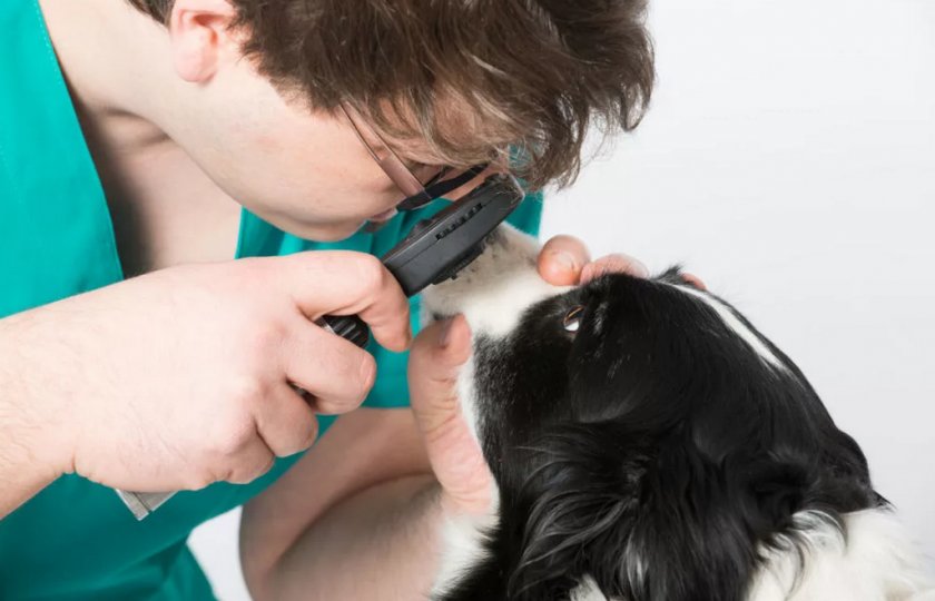 Осмотр глаз собаки ветеринаром Осмотр глаз собаки ветеринаром