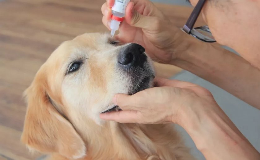 Лечение глаз собаки Лечение глаз собаки