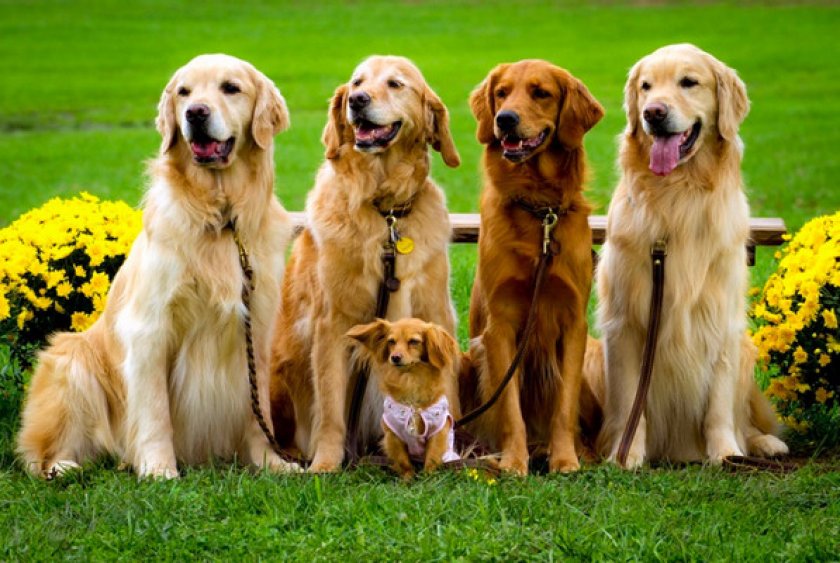 Ретриверы