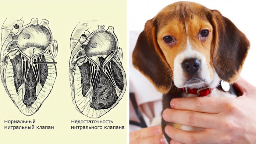Недостаточность митрального клапана у собаки Недостаточность митрального клапана у собаки