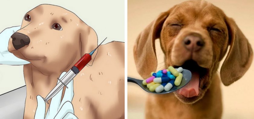 Лечение собаки Лечение собаки