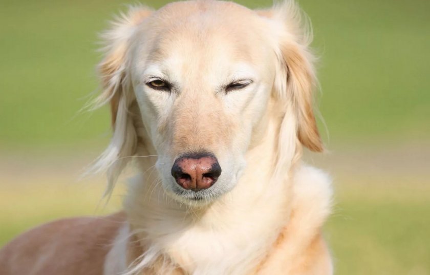 Собака прищуривает один глаз Собака прищуривает один глаз