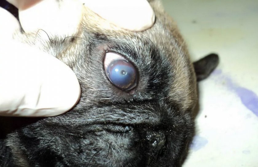 Язва роговицы у собаки Язва роговицы у собаки