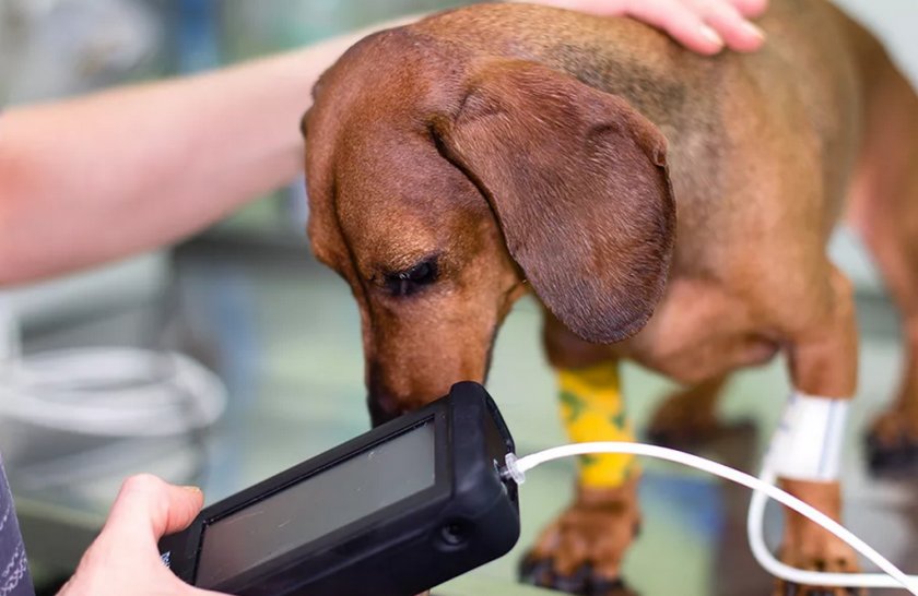 Измерение давления собаке