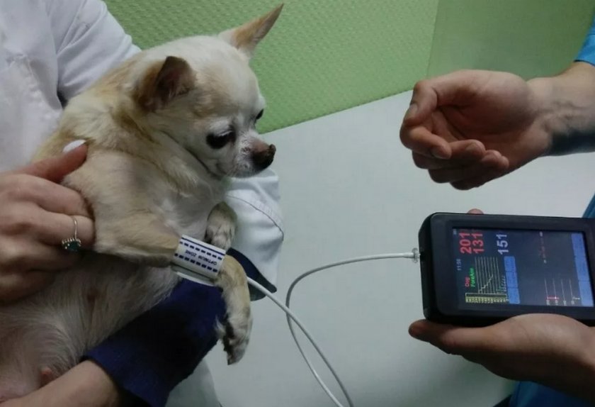 Измерение давления с помощью ветеринарного тонометра