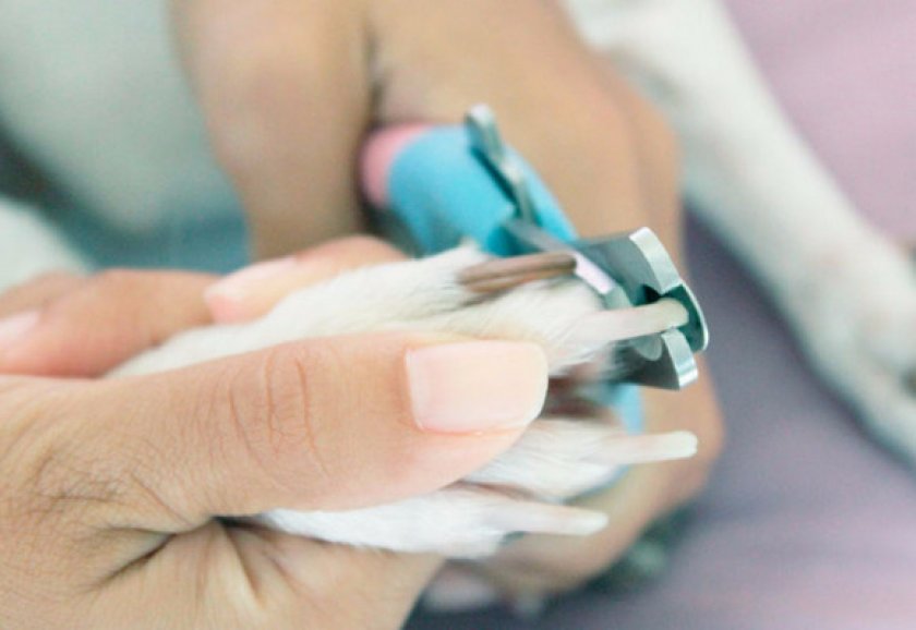 Стрижка когтей