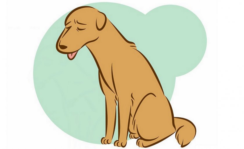 Больная собака