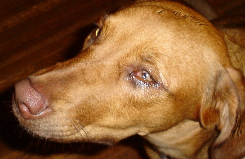 Увеит у собаки