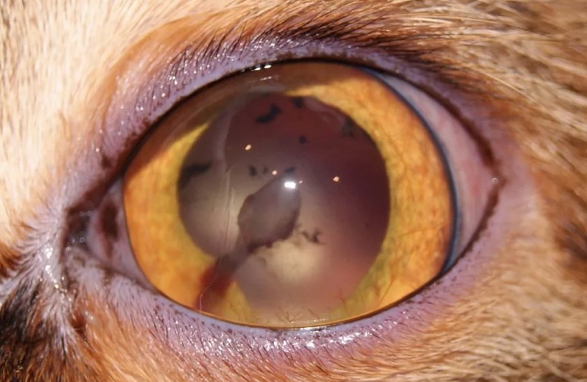 Увеит у собаки
