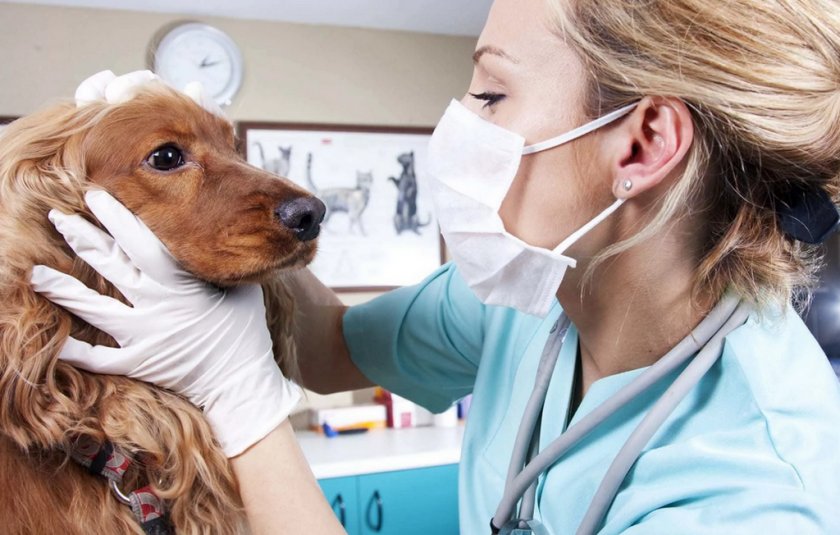 Осмотр глаз собаки ветеринаром