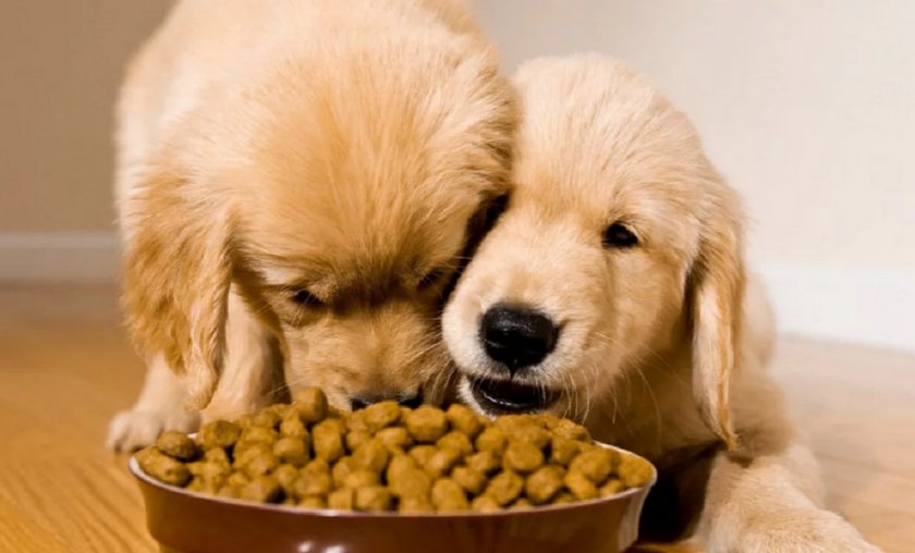 Питание собак