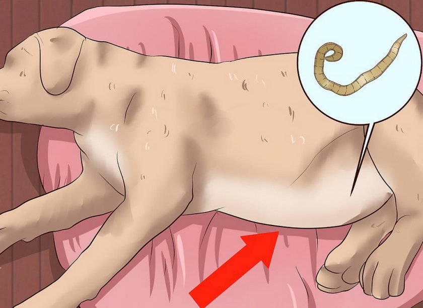 Аскариды у собак