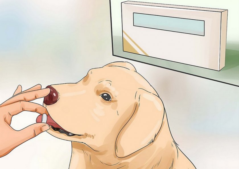 Лечение собаки