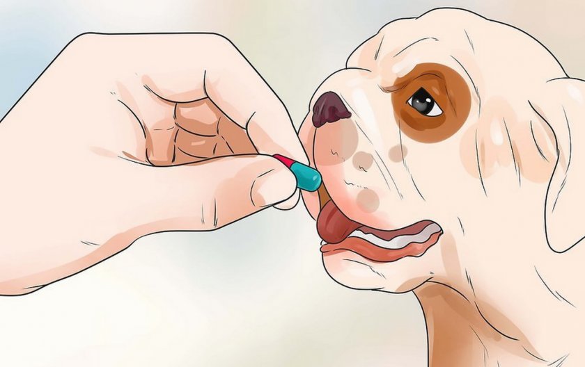 Дегельминтизация собак