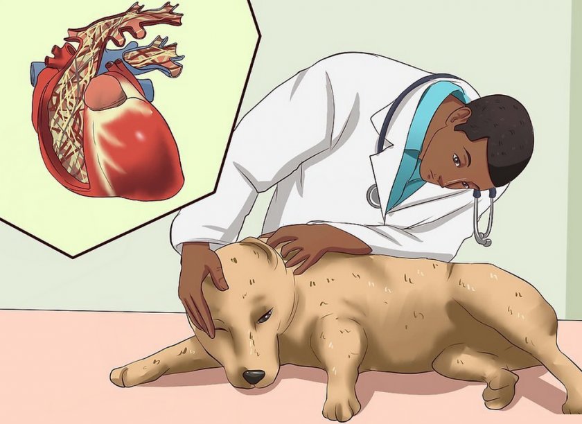 Сердечные черви у собаки