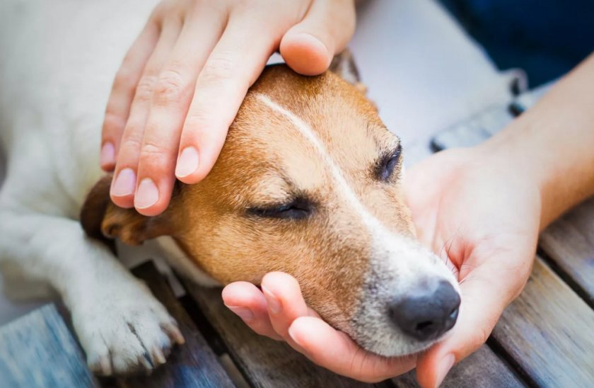 Сердечные черви у собаки