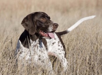 Надежность и преданность: особенности ухода за охотником породы английский пойнтер