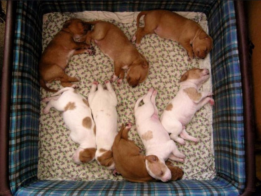 английский пойнтер