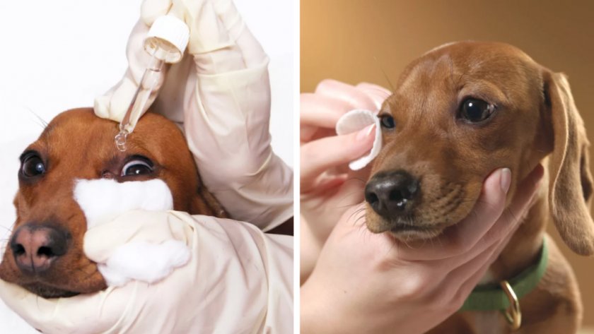 Лечение собаки Лечение собаки