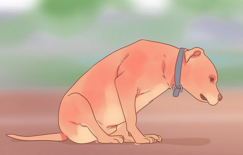 Гастрит у собаки