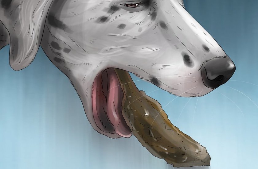 Отравление у собаки