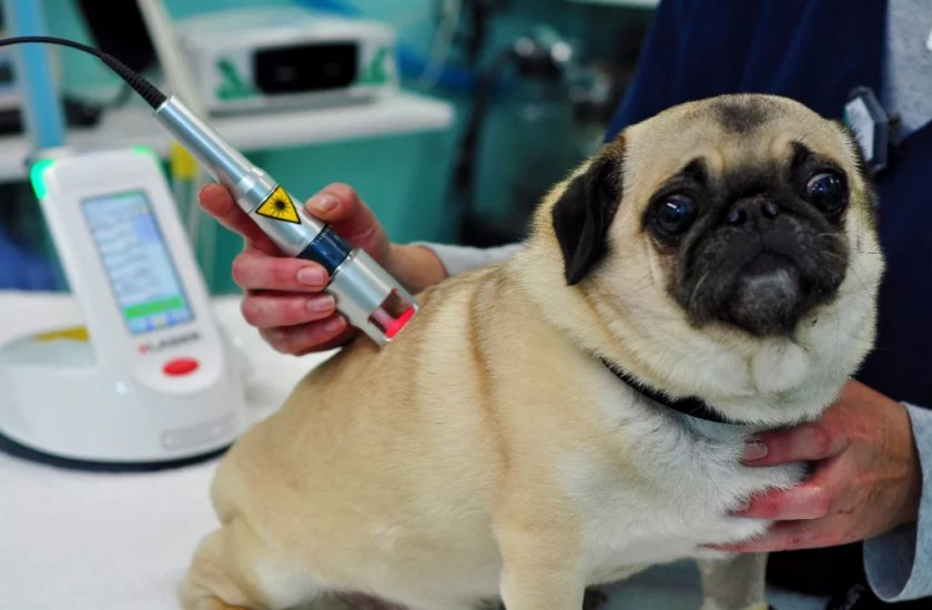 Лазерная терапия для собак