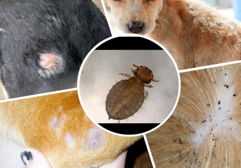 Вши у собак