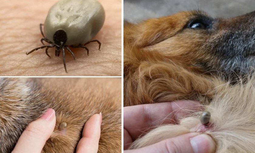 Клещи у собак