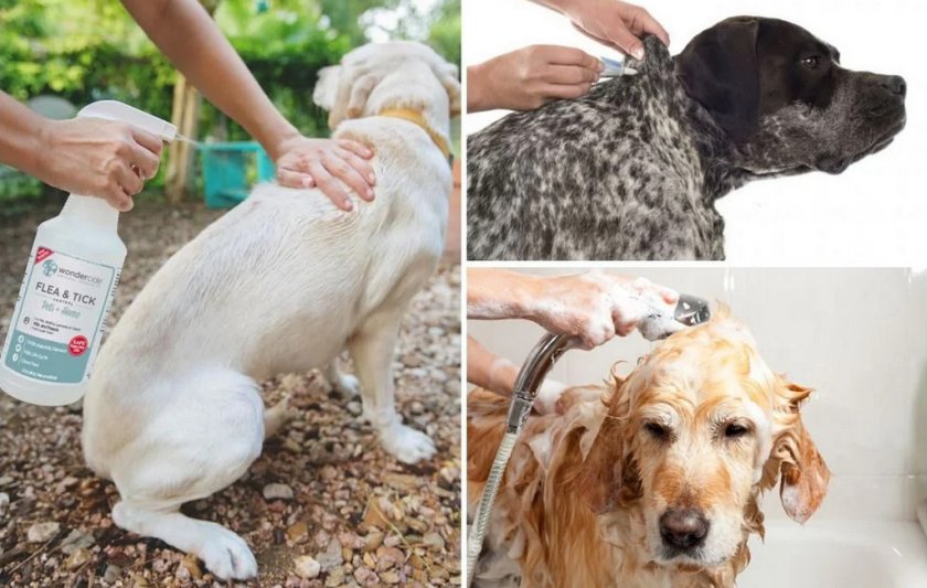 Обработка собаки от эктопаразитов