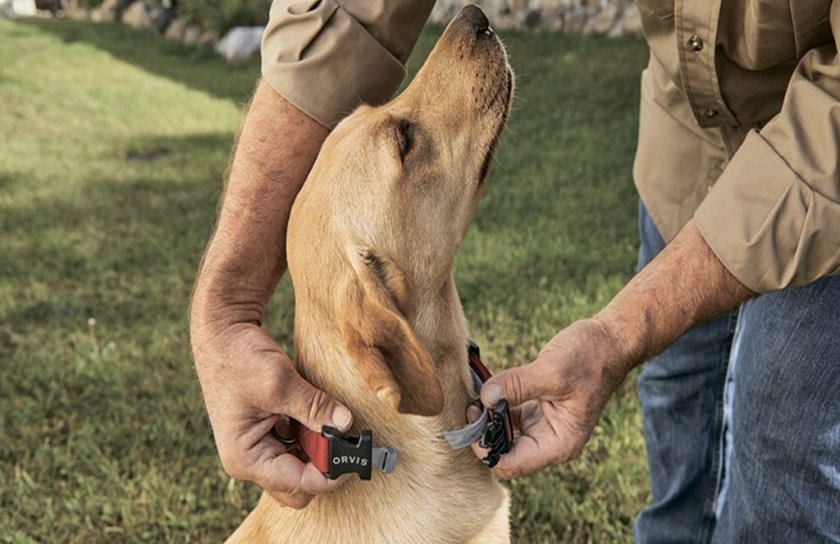 Ошейник от паразитов