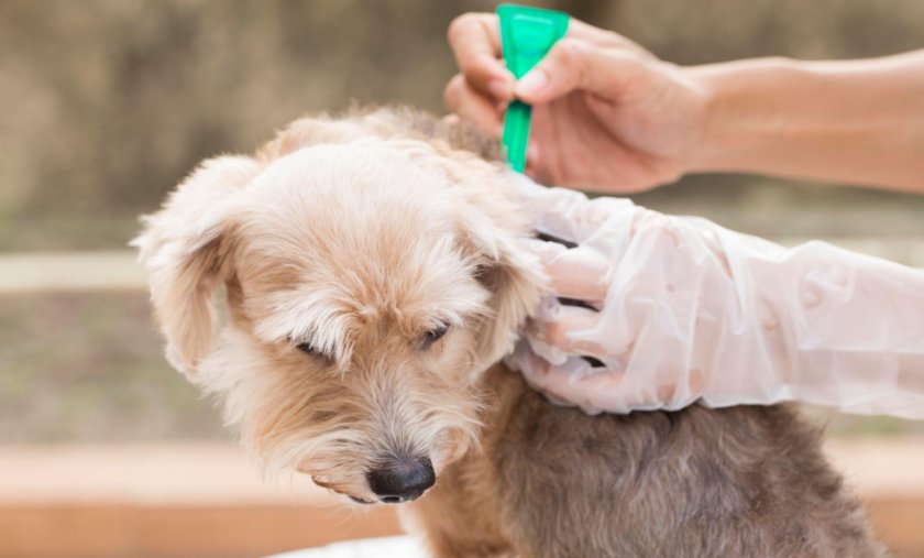 Обработка собаки каплями