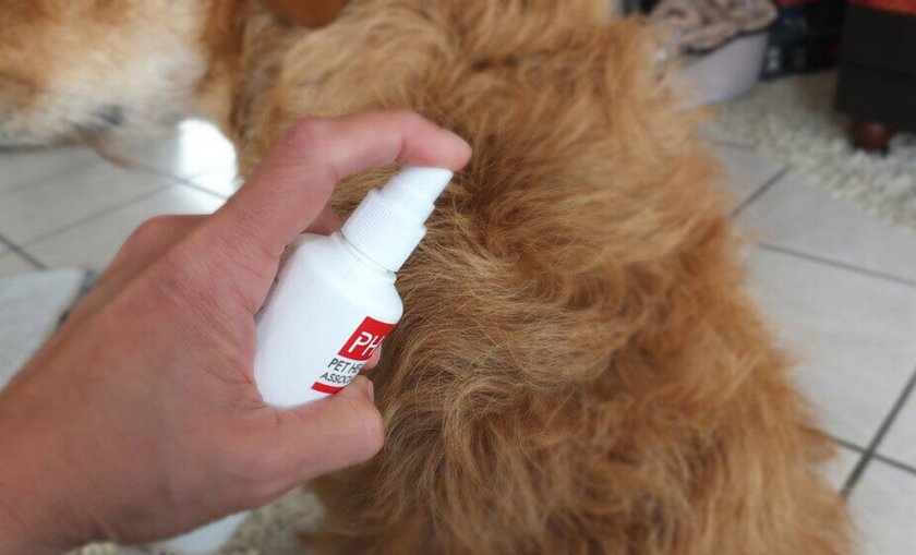 Обработка собаки спреем от паразитов