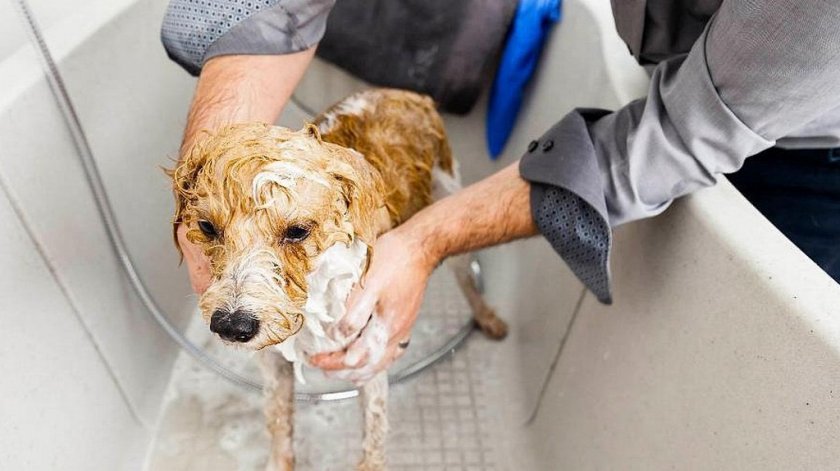 Обработка собаки шампунем от эктопаразитов