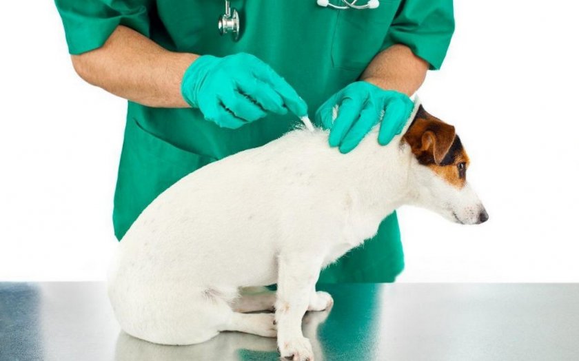 Профилактика эктопаразитов у собак