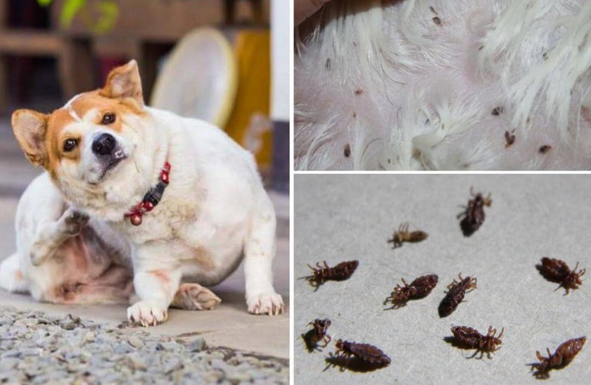 Эктопаразиты у собак