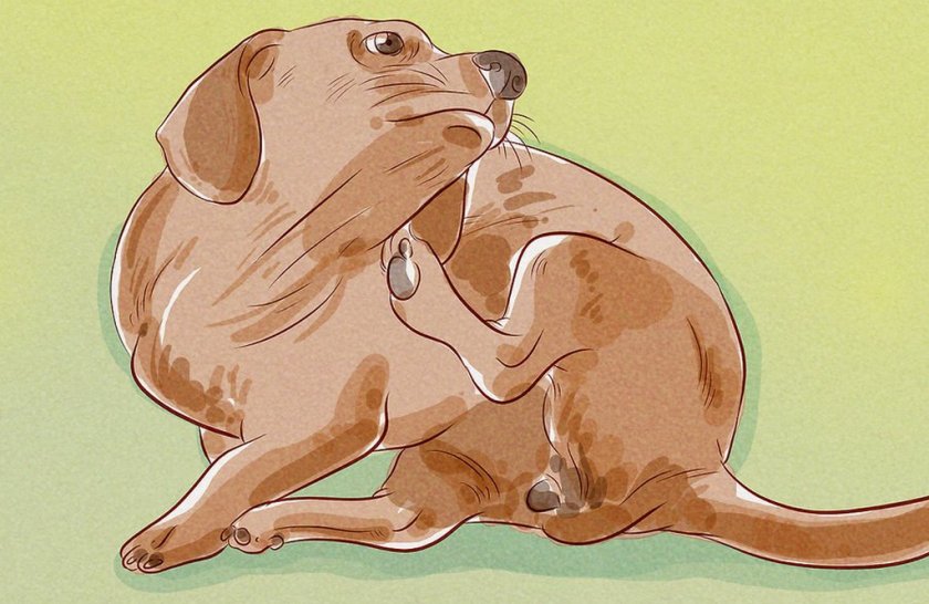 Собака чешется