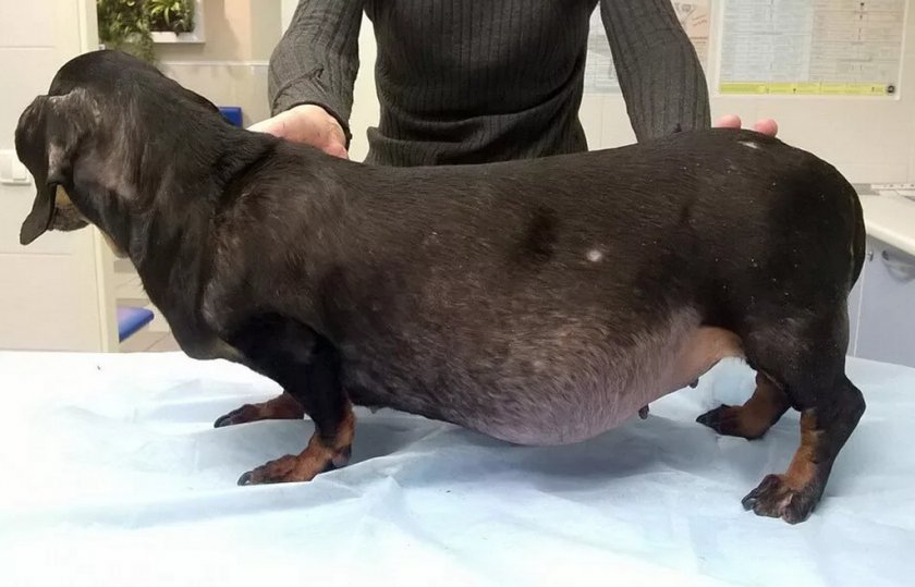 Синдром Кушинга у собаки