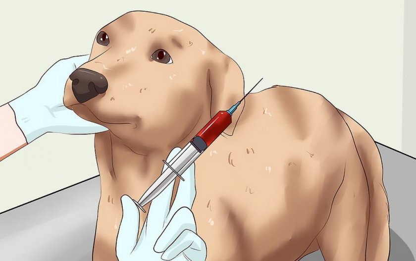 Лечение собаки