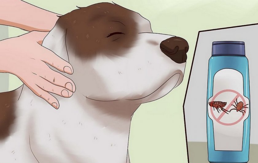 Шампунь от паразитов