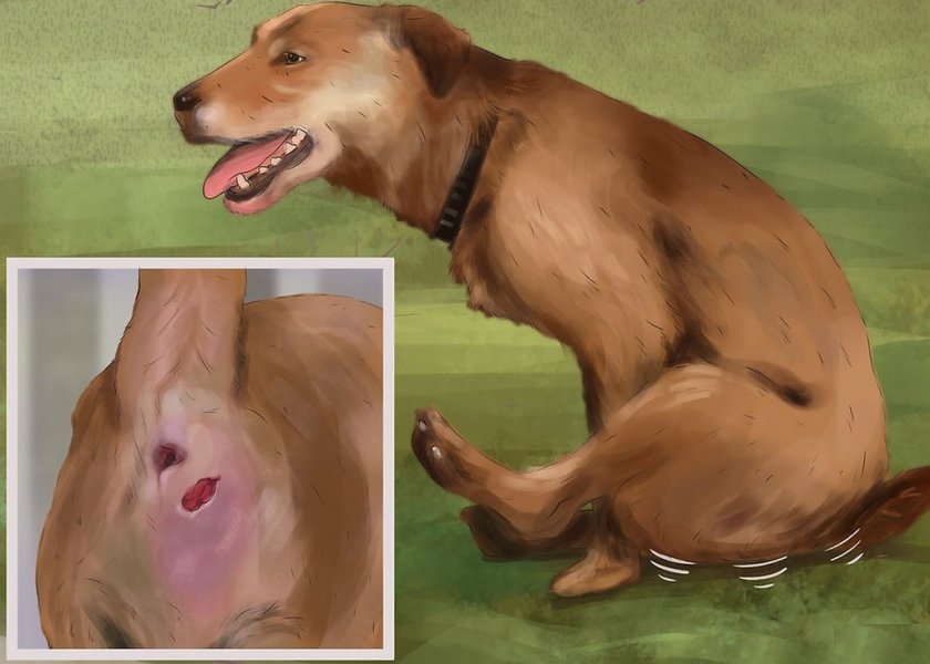 Воспаление параанальных желез у собаки